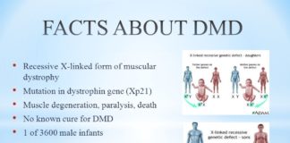 Duchenne muscular dystrophy (DMD) : Muscle stem cells can drive cancer