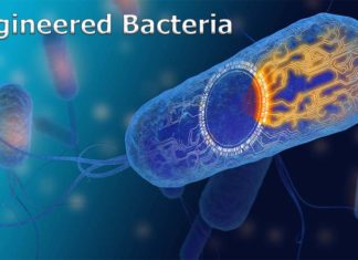 Engineered Bacteria Improves Hyperammonemia and Survival