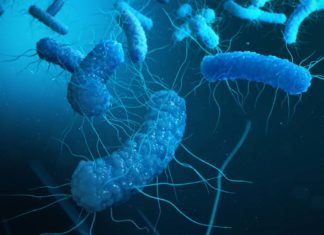 Researchers have identified two new species of bacteria in the blood of patients in China