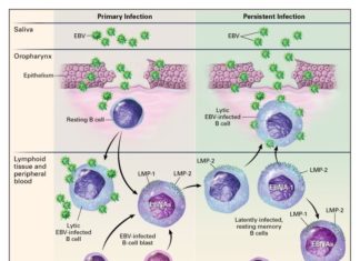 Researchers have developed a probe which can inhibit Epstein-Barr-related tumour growth