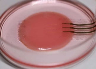 For the first time that an electronic device can monitor beating heart cells without affecting their behavior