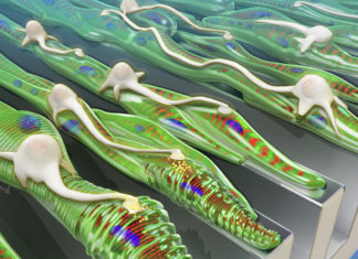 Growing muscle tissue on grooved platforms helps neurons more effectively integrate with the muscle