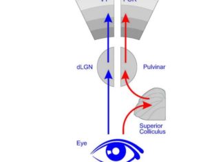 New study by UC San Francisco researchers have discovered a second primary visual cortex