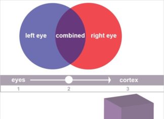 Nobel-winning research : Findings on eye-signal blending re-examines
