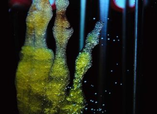 Oncofetal antigens could specifically target and kill cancer cells