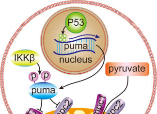 Opposite effect: Protein WTp53 widely known to fight tumors also boosts cancer growth