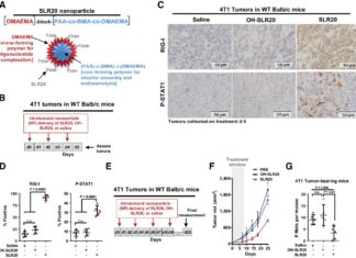 RIG-I agonist has potent immunogenic and therapeutic effects in breast cancer.