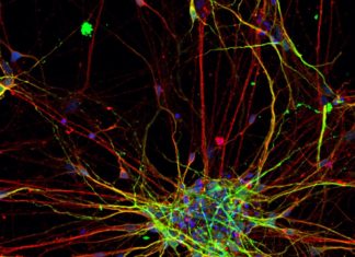 Researchers found the way to diagnostic ASD at an early stage