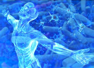 Researchers have discovered that gut immune cells cut inflammation in multiple sclerosis