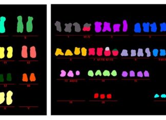 Researchers have found a cellular process that stops cancer before it starts