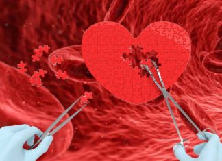Researchers have found protein that promotes small artery growth in damaged heart tissue