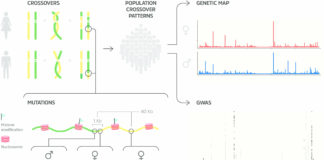 Scientists at deCODE genetics today publish the first genetic map of the human genome