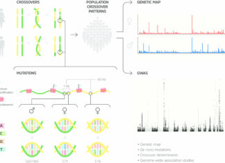 Scientists at deCODE genetics today publish the first genetic map of the human genome