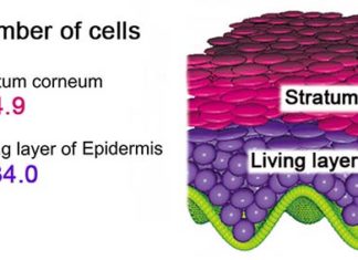 Scientists have successfully constructed a three-dimensional human epidermis
