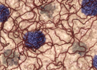 The decrease in type 1 diabetes could be associated with the introduction of the rotavirus vaccination routine