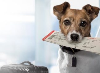 There is a growing global trend to consider pets as part of the family