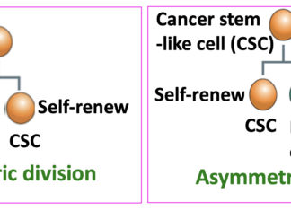 A particular signaling pathway in breast cancer tumors causes cancer cells to divide symmetrically