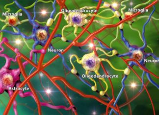 Astrocytes may lead the tempo of the body’s internal clock
