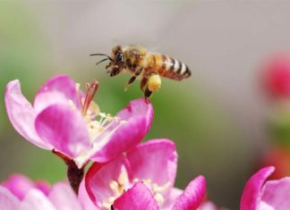 Flower can hear approaching bees