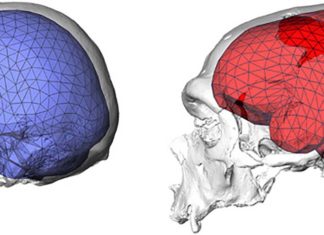 Our brains are evolved to have the latest sophisticated programming, but more vulnerable to disorders