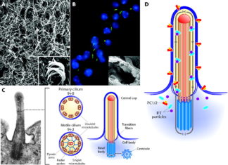 Cilia are still poorly understood