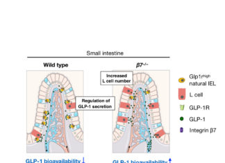 Research team has identified what appears to be an important checkpoint in dietary metabolism