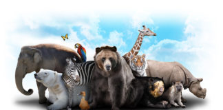 Researchers report the ability to use sugar as food varies strongly between closely related species