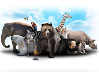 Researchers report the ability to use sugar as food varies strongly between closely related species
