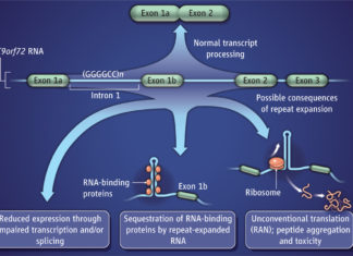 ALS : Blocking gene C9orf72 that activate and produce toxic-protein