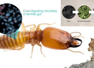 Research team describe in detail how a community of termite-gut microbes converts coal into methane
