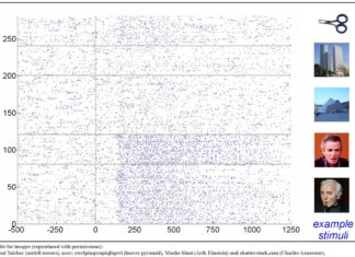 Identified neurons in the human visual cortex that selectively respond to faces