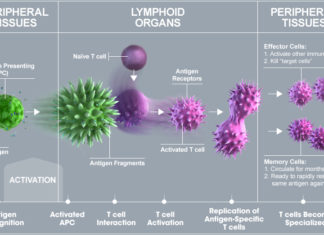 New mechanism for activating the immune system against cancer cells