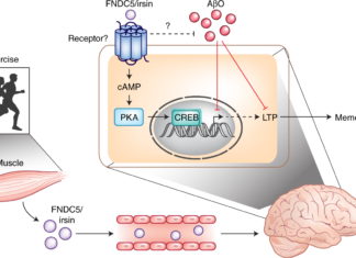 Irisin hormone could slow Alzheimer’s progression