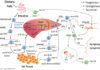 Researchers explain how a mutation in PCSK9 leads to heart disease