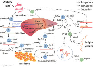 Researchers explain how a mutation in PCSK9 leads to heart disease