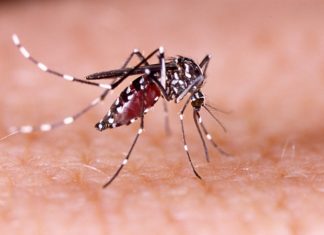 A type of mosquito that transmits malaria has been detected in Ethiopia for the first time