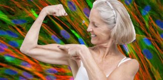 Syncytium : nuclei gained during training persist even when muscle cells shrink due to disuse or start to break down
