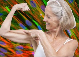 Syncytium : nuclei gained during training persist even when muscle cells shrink due to disuse or start to break down