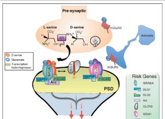 Genetic variants which prevent a neurotransmitter receptor from working properly have been implicated in the development of schizophrenia