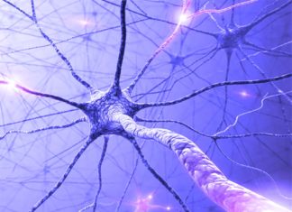 Researchers have taken a step closer to understanding the body’s response to opioid painkillers