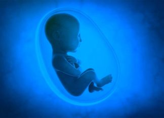 The placenta is able to adapt to a poor diet or low oxygen during pregnancy
