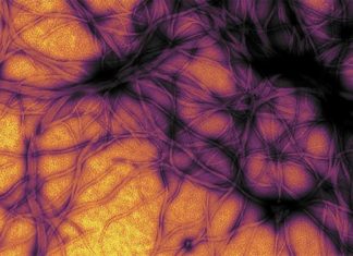 Prion infection can be detect with new skin test