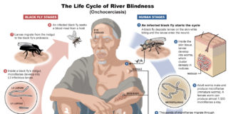 Developed new antibiotic that proves to be effective against river blindness