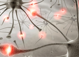 How do synaptic connections change to support adaptive behavior?