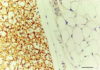 A newly discovered regulatory mechanism helps the body control the rate of fat metabolism