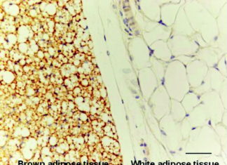 A newly discovered regulatory mechanism helps the body control the rate of fat metabolism