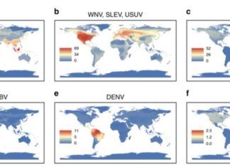 Reserarchers have identified wildlife species that are the most likely to host flaviviruses such as Zika