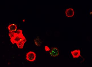 The recombinant protein molecule SA-4-1BBL has been used to enhance the therapeutic efficacy of cancer vaccines