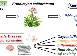 A native California shrub may lead to a treatment for Alzheimer’s disease