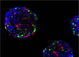Adaptive capacity of human cells – they can also change jobs